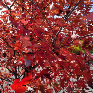 Autumn Blaze Maple Bare Root