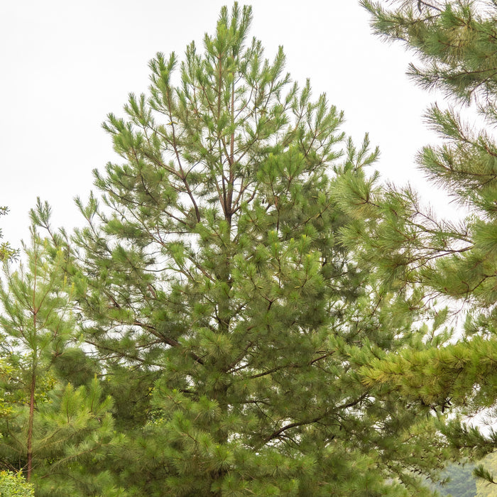 Slash Pine Tree