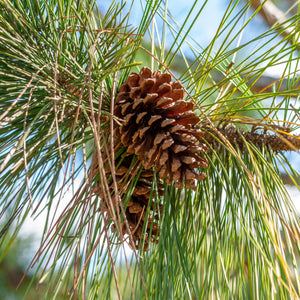 Slash Pine Tree