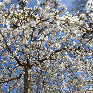 Snow Fountains Weeping Cherry Tree