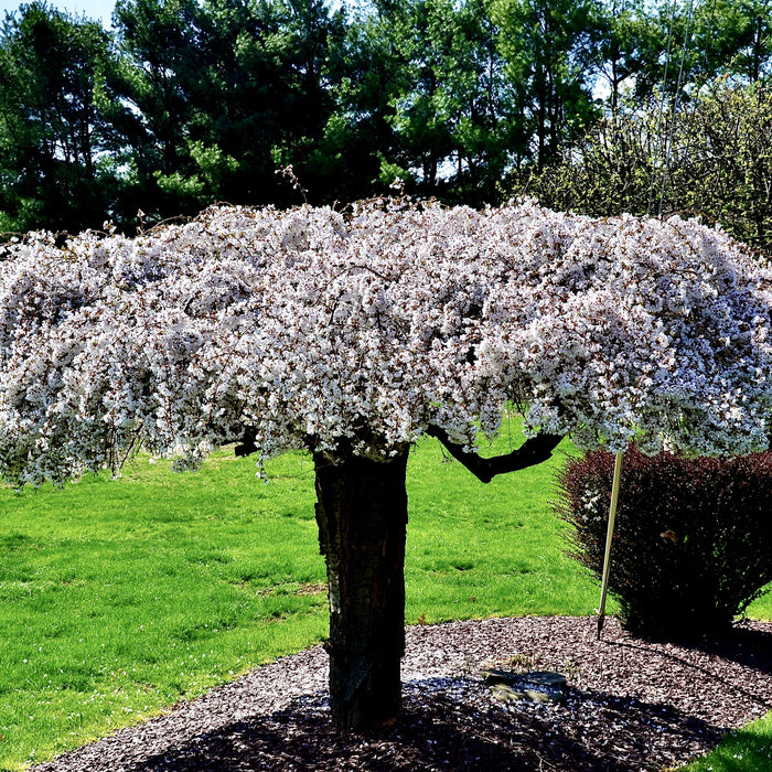 Snow Fountains Weeping Cherry Tree