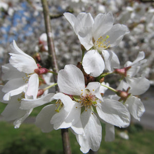 Snow Fountains Weeping Cherry Tree