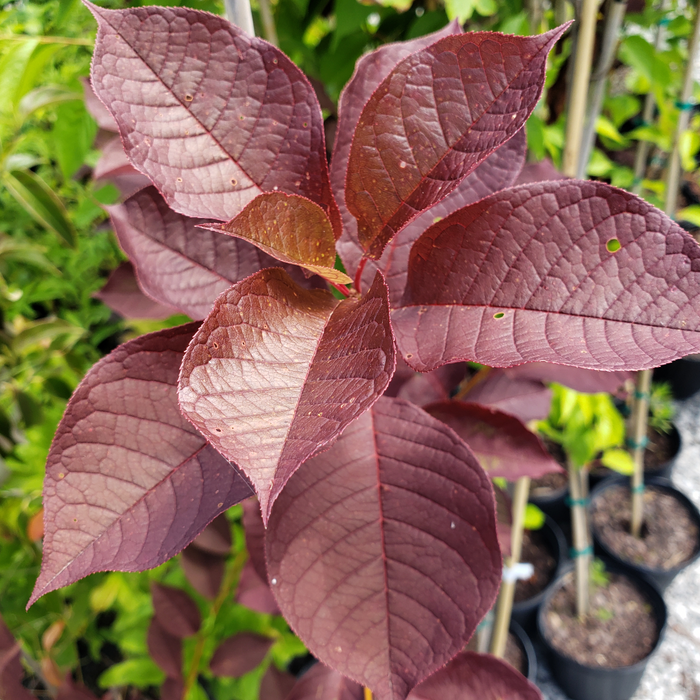 Schubert Red Chokecherry