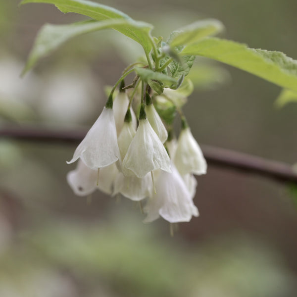 Silver bells, Evergreen, Ornamental, Fragrant