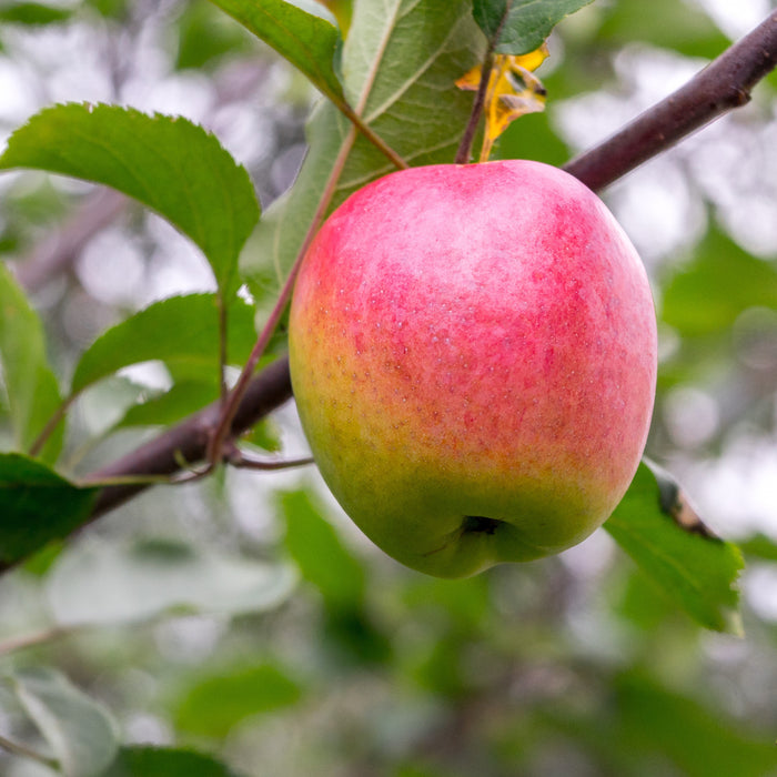 Low-Chill Fuji Apple Trees for Sale