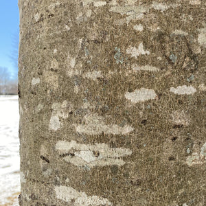 American Beech Tree