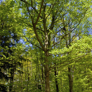 American Beech Tree