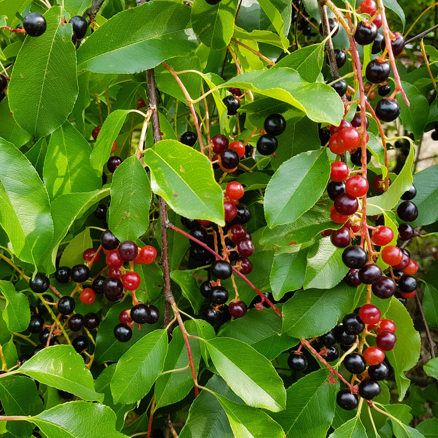 Species Spotlight: Black Cherry