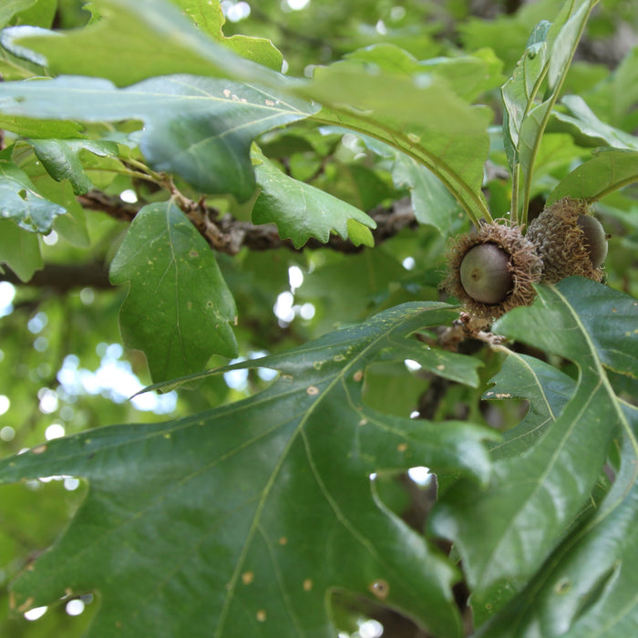 Bur Oak Tree