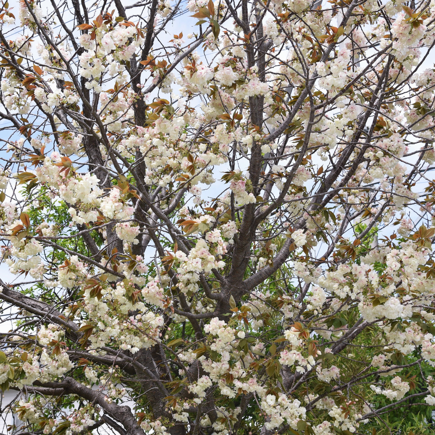 white plum trees