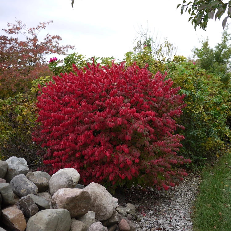 Burning Bush Single Stem – Green Thumbs Garden