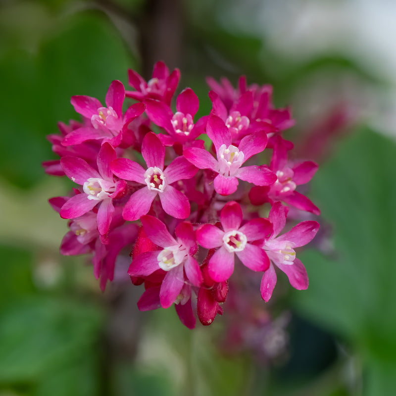 Native Red Currant – Green Thumbs Garden