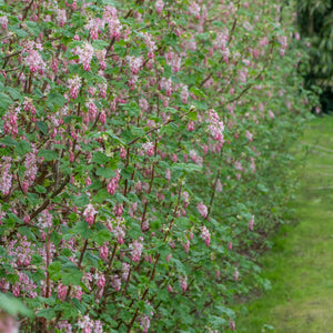 Native Red Currant