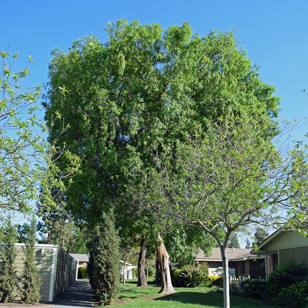 American Elm Tree – Green Thumbs Garden