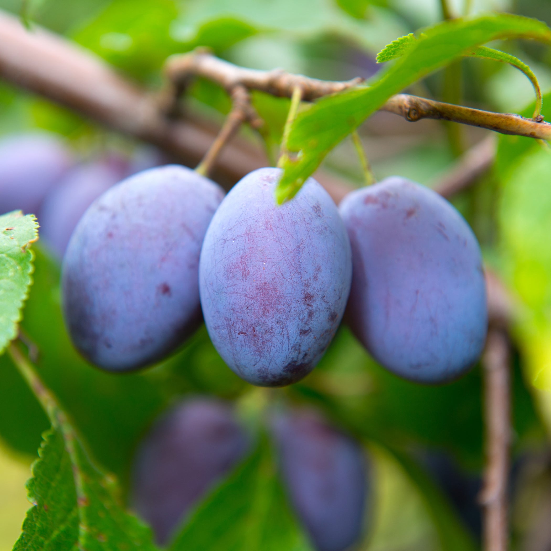 Damson Plum Tree – Green Thumbs Garden