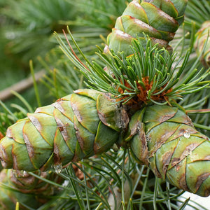 Deodar Cedar Tree