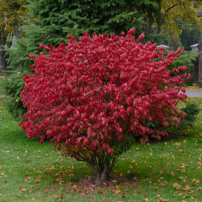 Dwarf Burning Bush