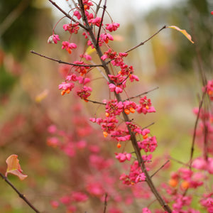 Dwarf Burning Bush