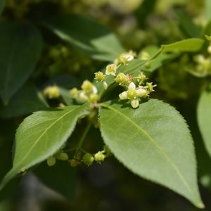 Dwarf Burning Bush