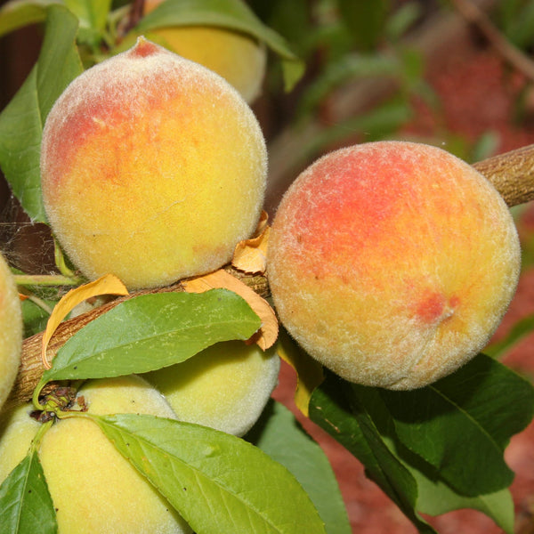 Elberta Peach Tree – Green Thumbs Garden