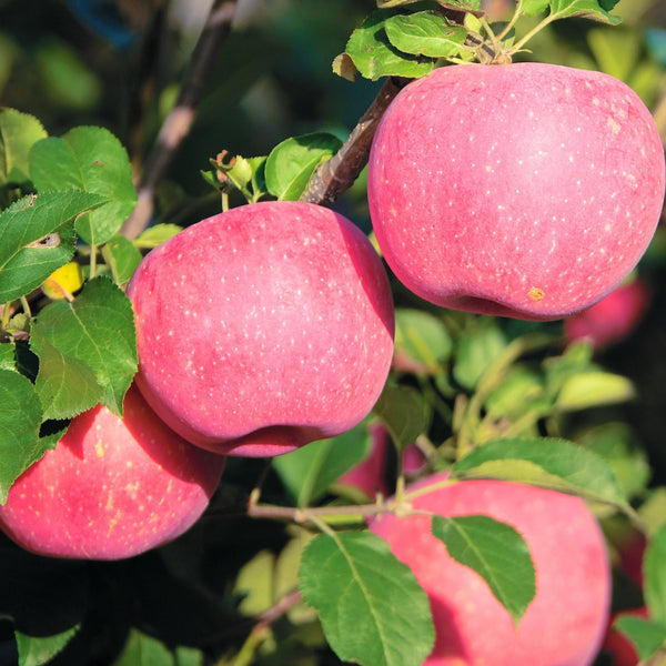 Apples 101 - About Cortland Apples 