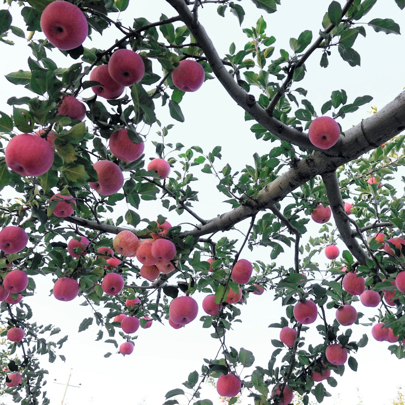 Fuji Red Apple Tree
