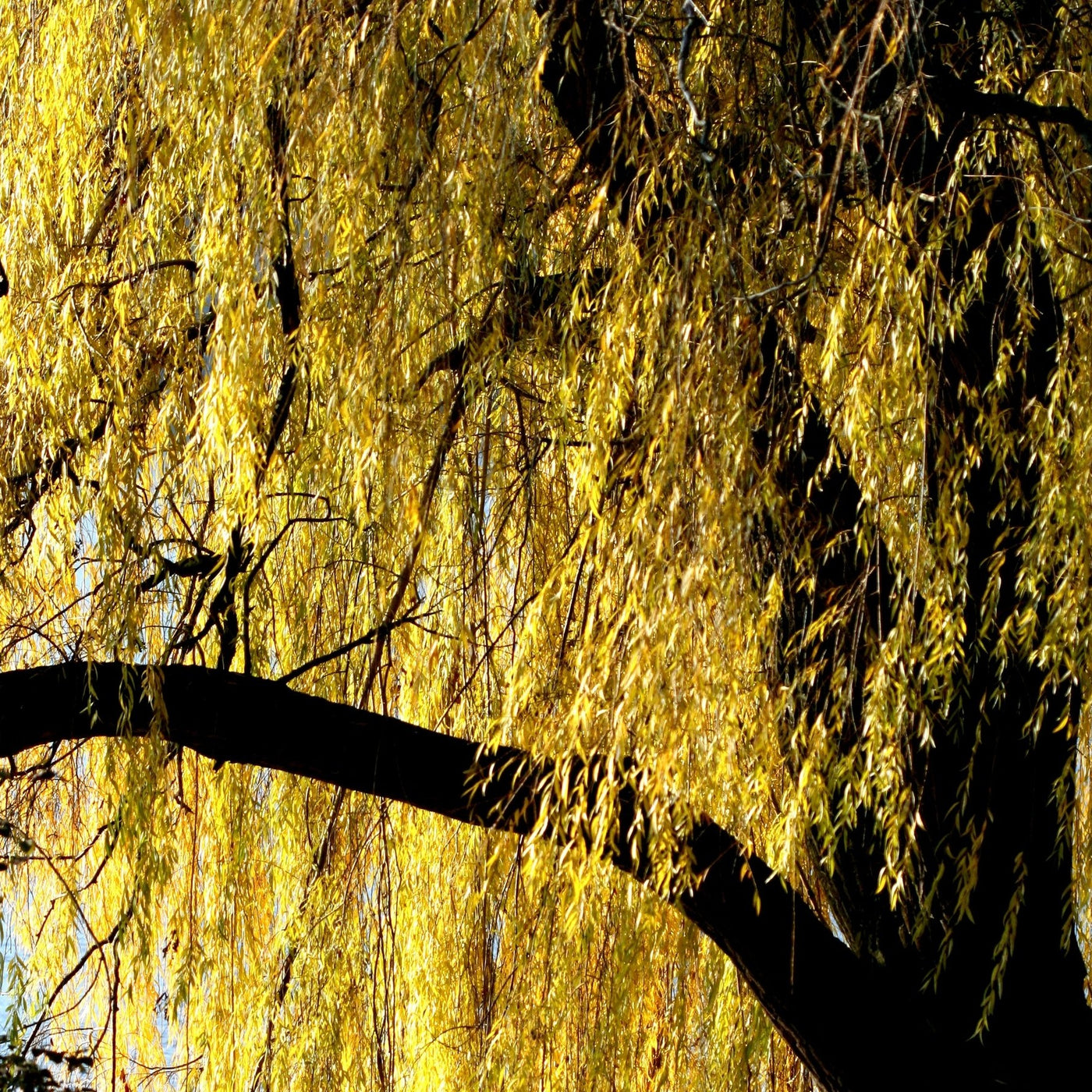 Weeping Willow: The Water Companion - Arbor Day Blog