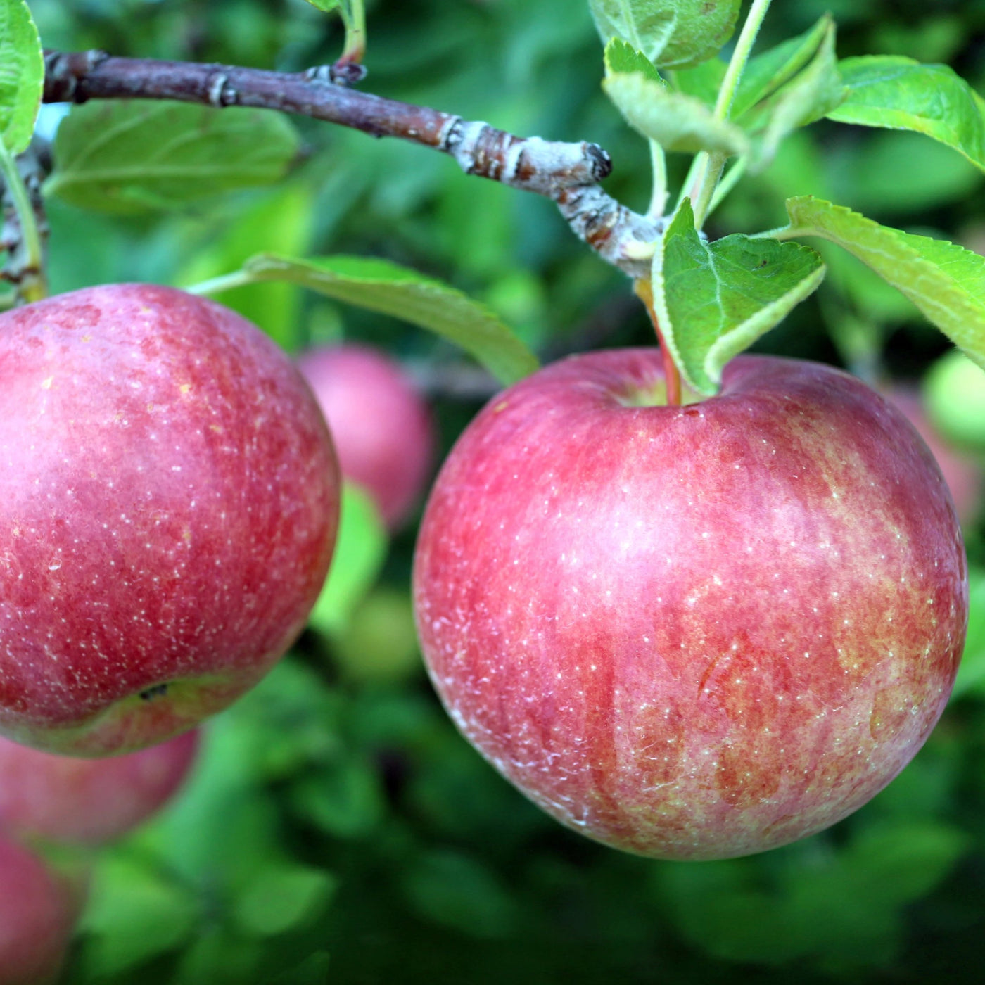 Grow Organic | Gala Apple Tree