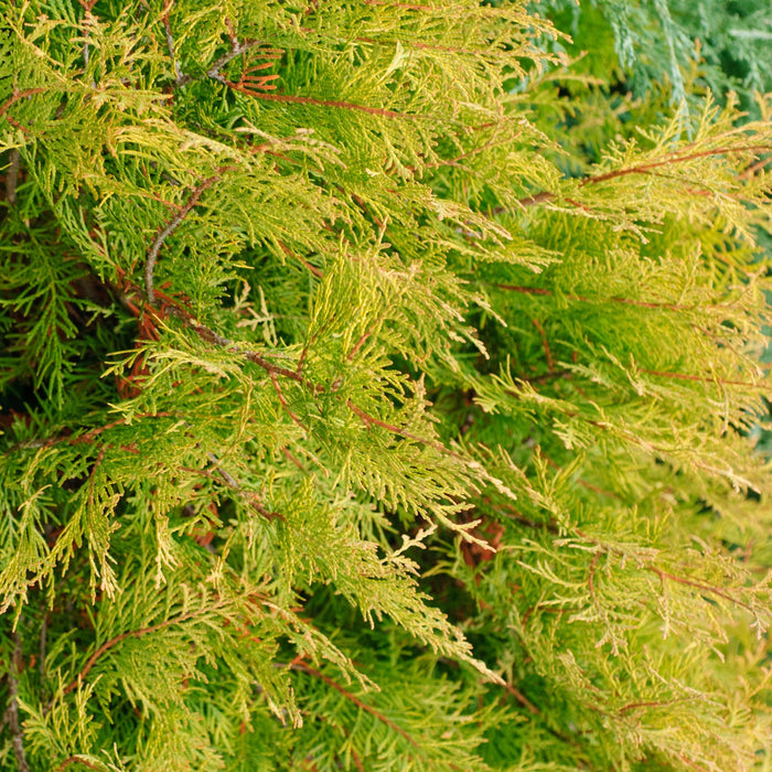 Gold Rider Leyland Cypress – Green Thumbs Garden