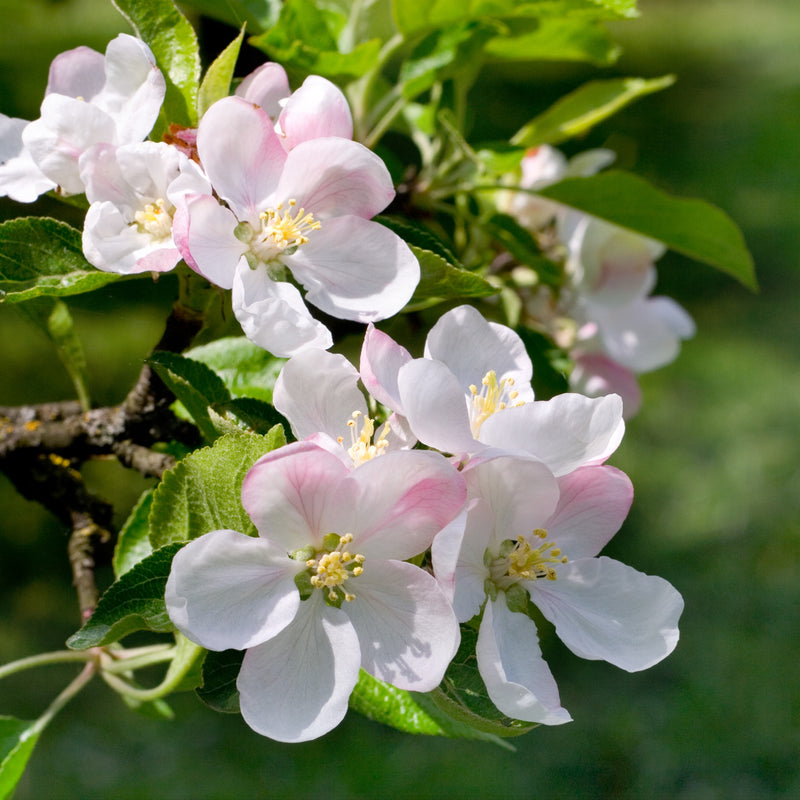 Goldrush Apple Tree – Green Thumbs Garden