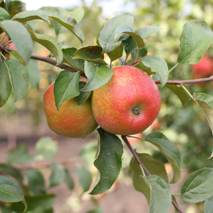 Honeycrisp Apple Tree For Sale