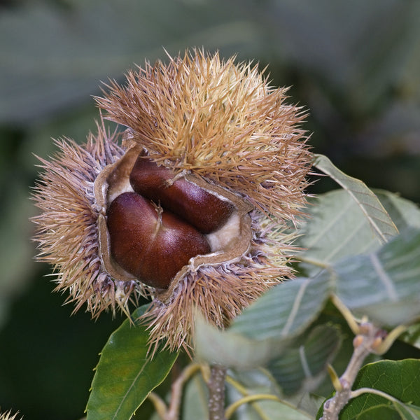 Hybrid Chestnut Tree