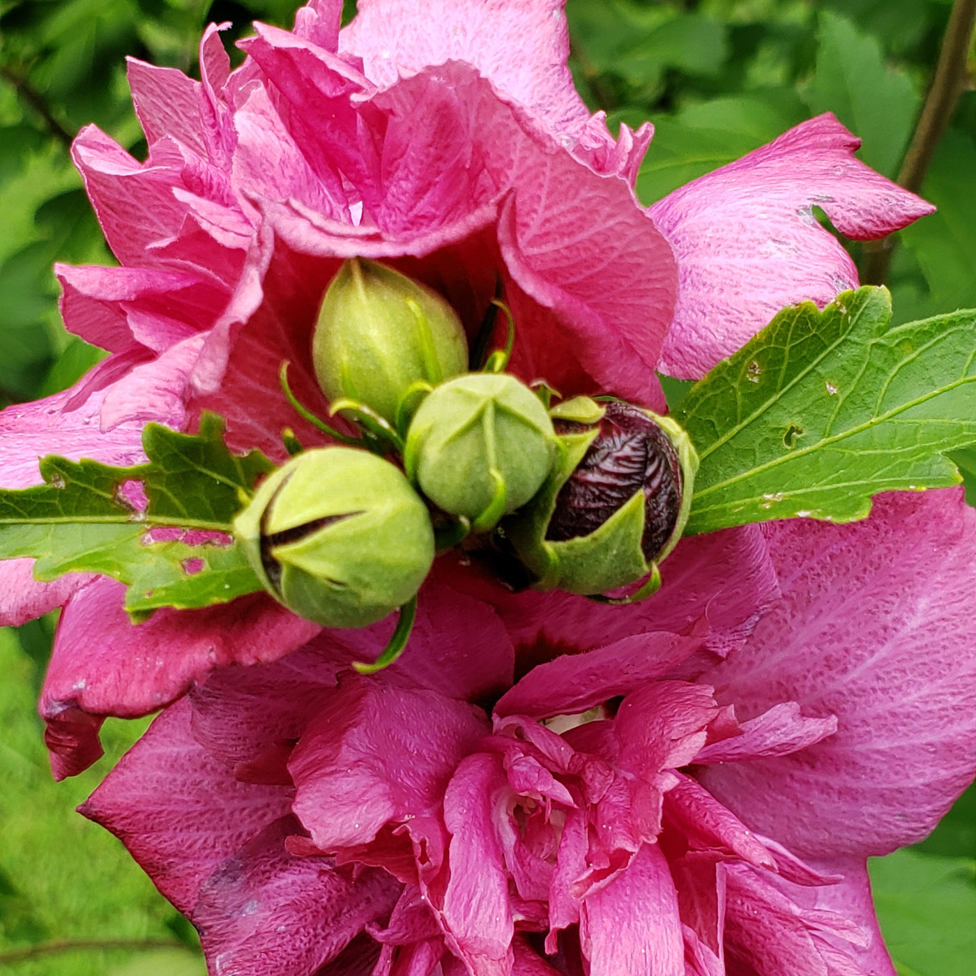 Buy Lady Stanley Althea Double Pink Plants & Trees Online