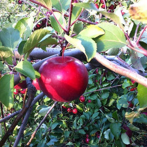 Pink Lady Apple Tree – Green Thumbs Garden