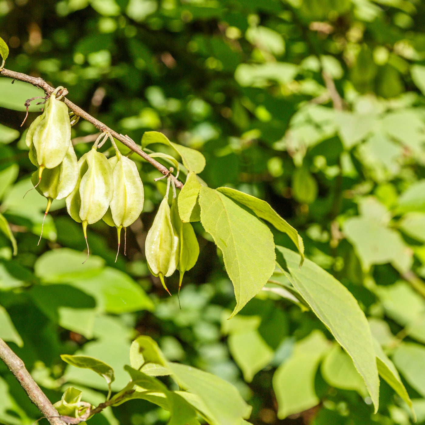 How to Grow and Care for Carolina Silverbell