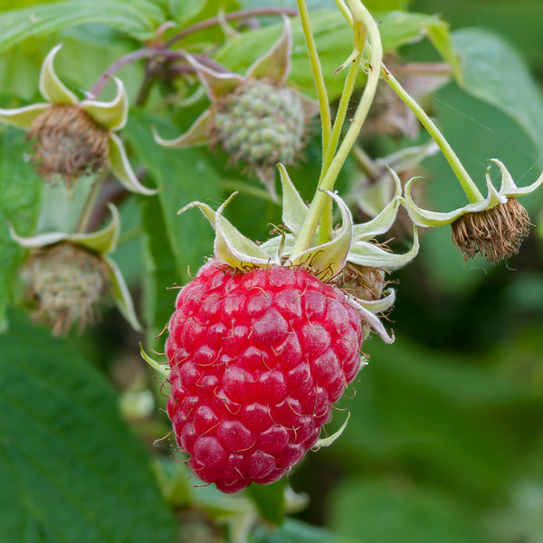 wild raspberry plant
