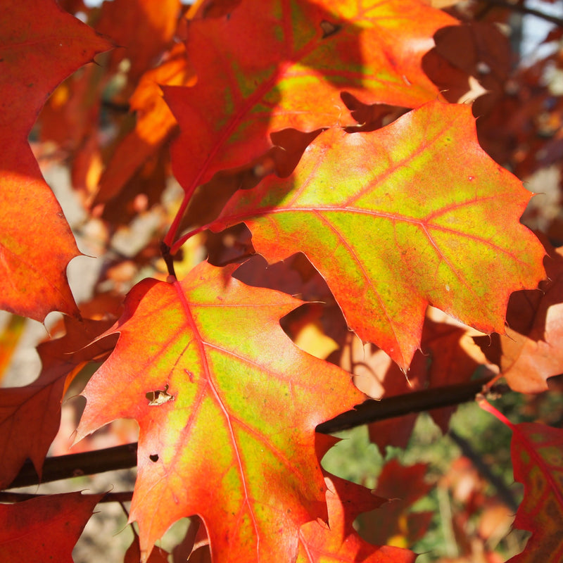 Northern Red Oak Tree BR – Green Thumbs Garden