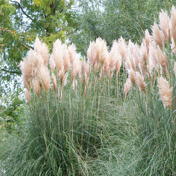 Hot Pink Pampas Grass – The House and Garden Co.