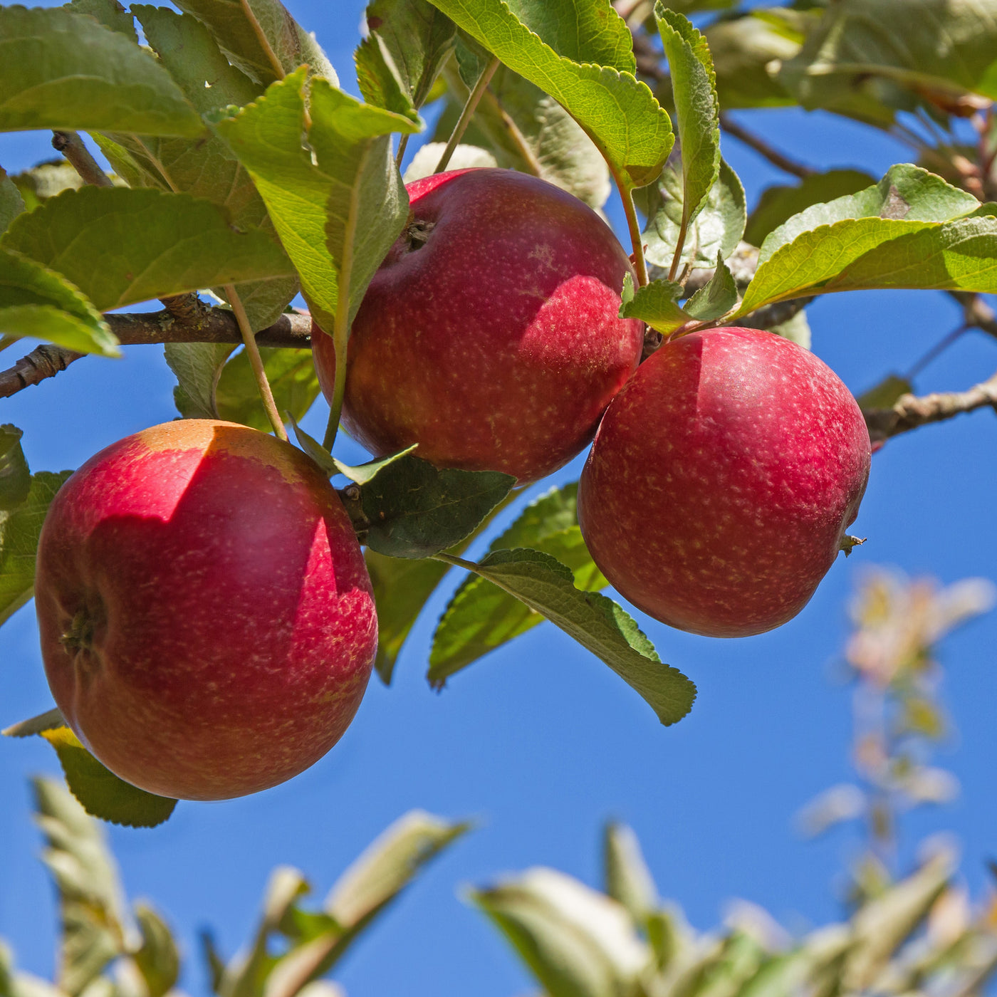 Buy Bare Root Honeycrisp Apple Trees For Sale