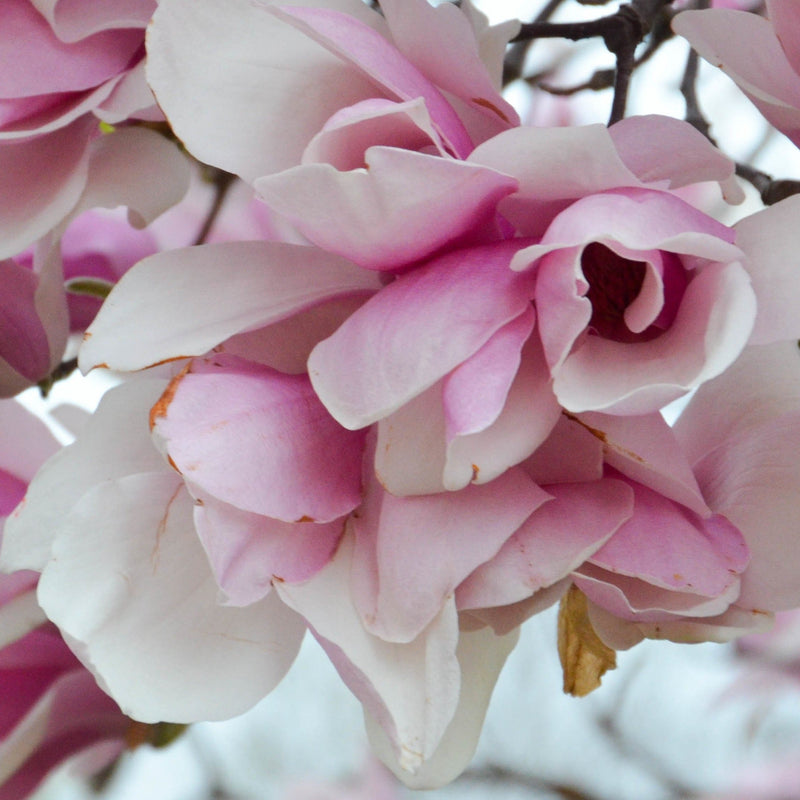 Saucer Magnolia Tree – Green Thumbs Garden