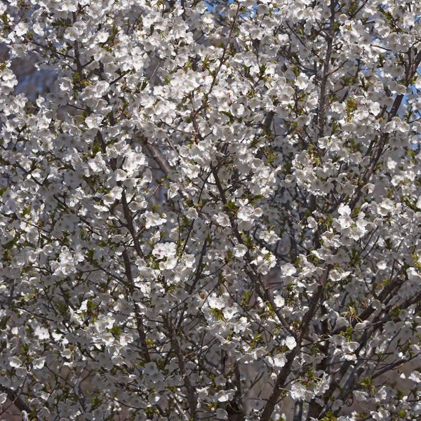 Chinese Corkscrew Willow Tree