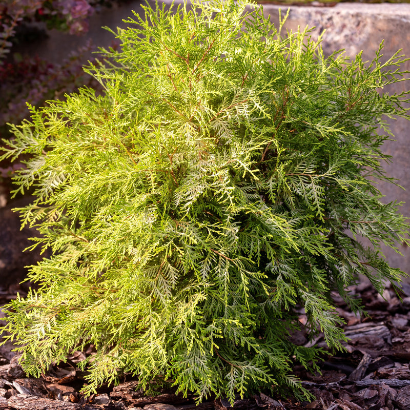 Techny Arborvitae – Green Thumbs Garden