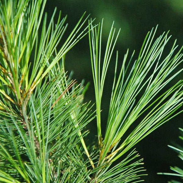 Eastern White Pine Tree – Green Thumbs Garden