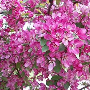 Indian Summer Crabapple Tree