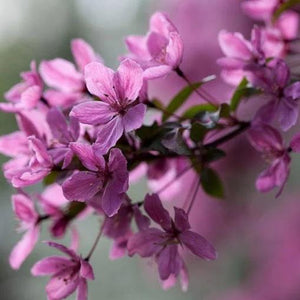 Indian Summer Crabapple Tree