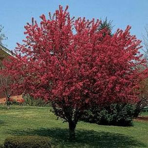 Robinson Crabapple Tree